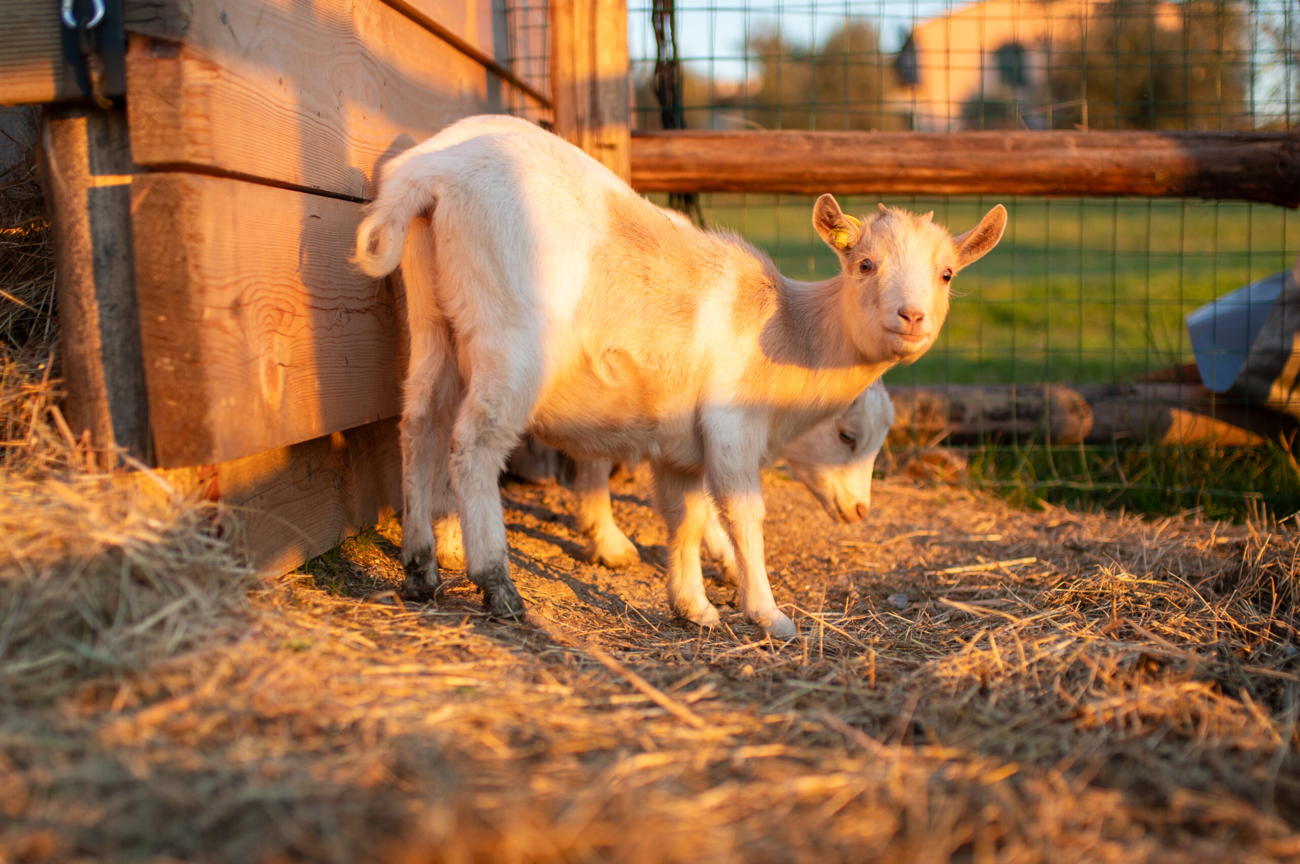 Agriturismo con animali in Toscana