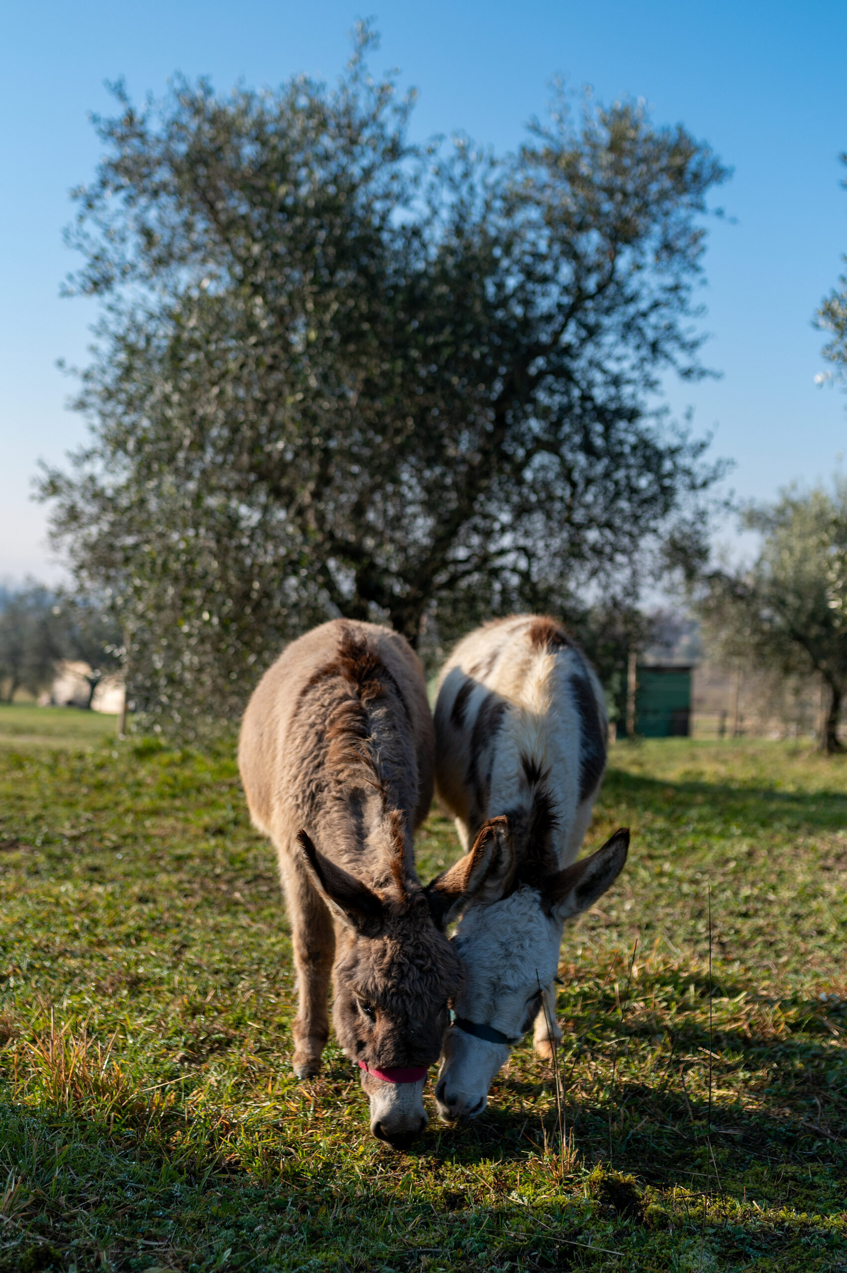 Agriturismo con animali in Toscana